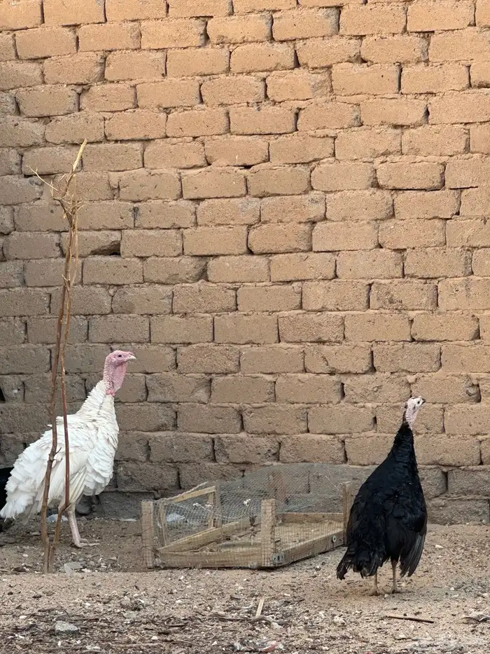 رومي 2 صندوق دجاج 1