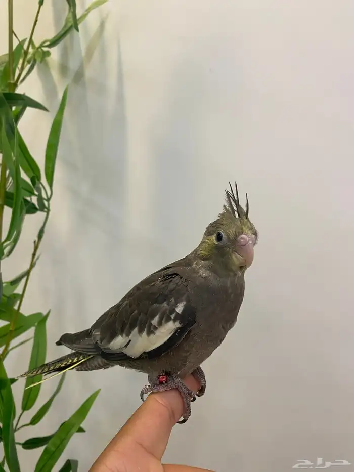 للبيع كروان اليف وبدايه هدد 1