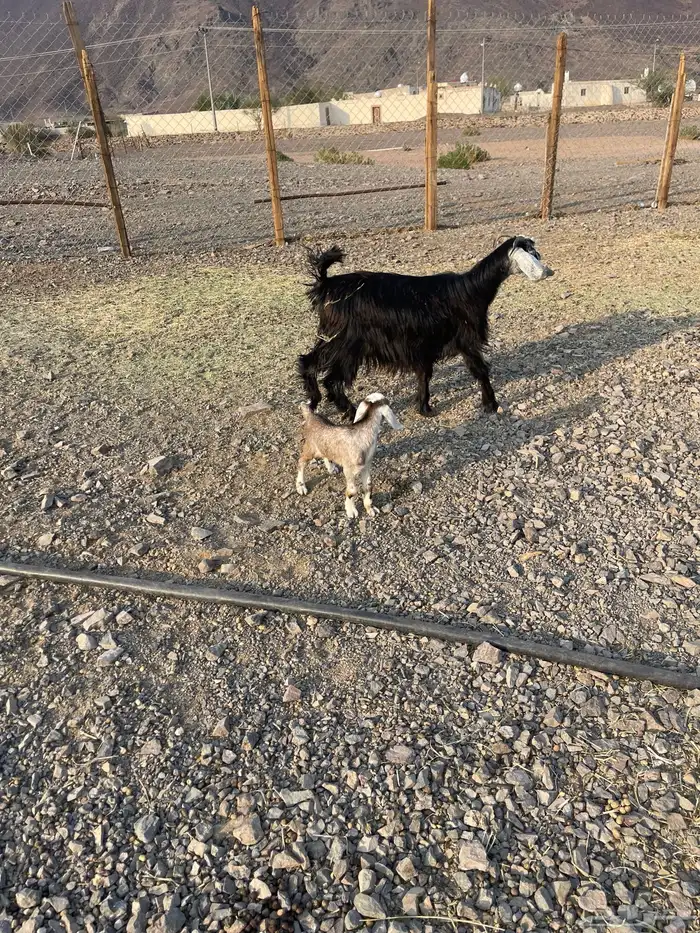 جفرة جذعه والد 4