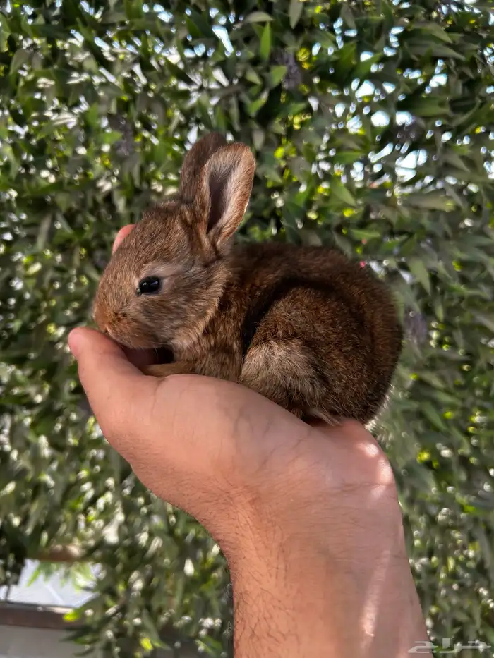 ارانب قزم كيوت و لطيفة و احجم صغيره 13