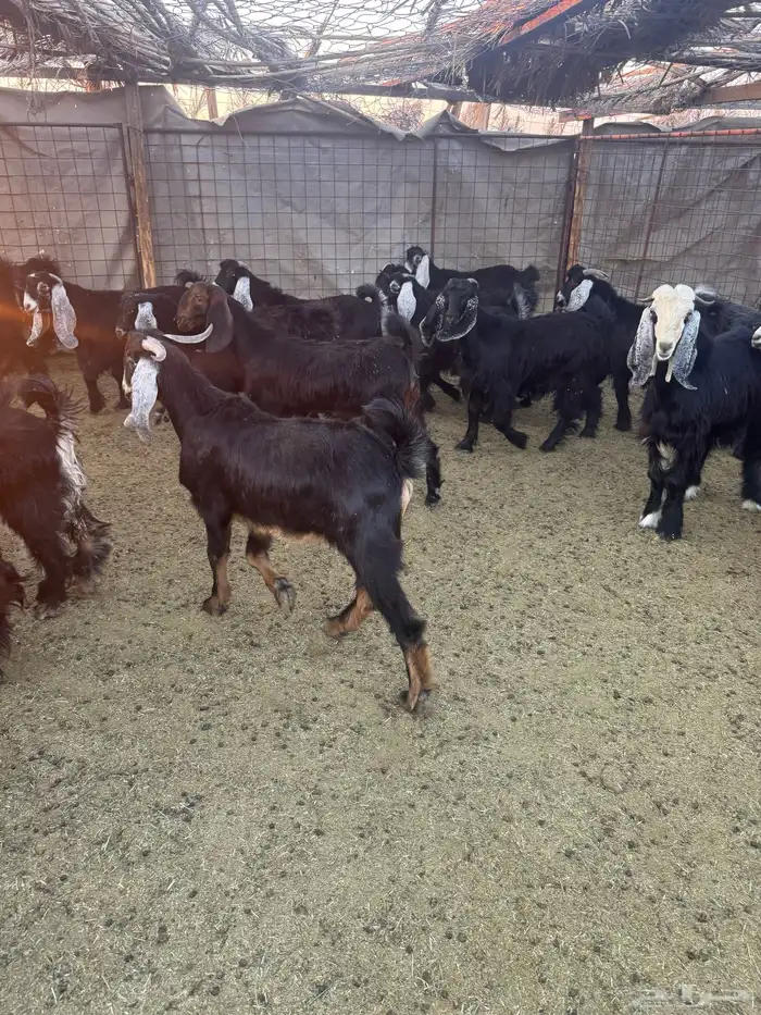 تيوس وجفار للبيع 12