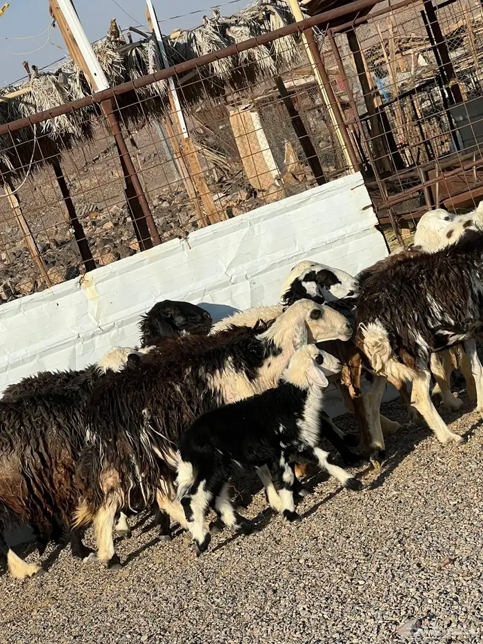 ضان نجد جروم ناهية 10معها 5 10