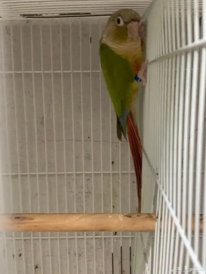 ذكور كنيور للبيع 2