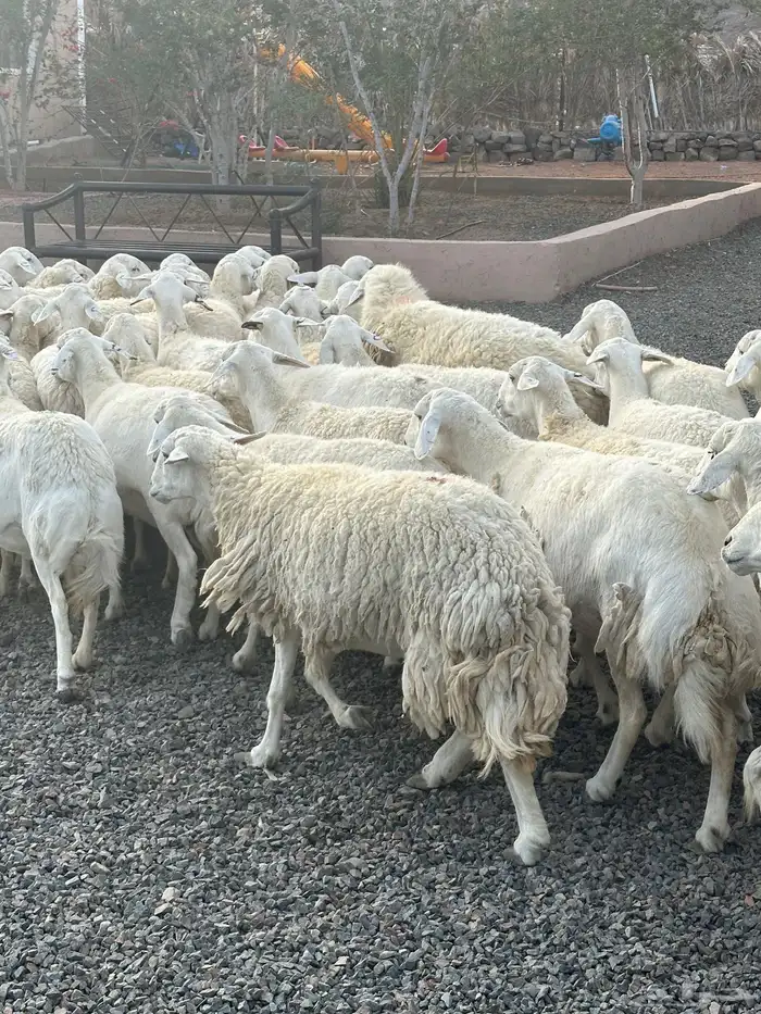 ضان حريات حرش صنف الصنف 10