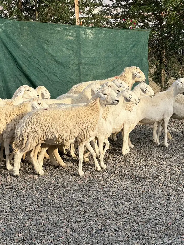 ضان حريات حرش صنف الصنف 31