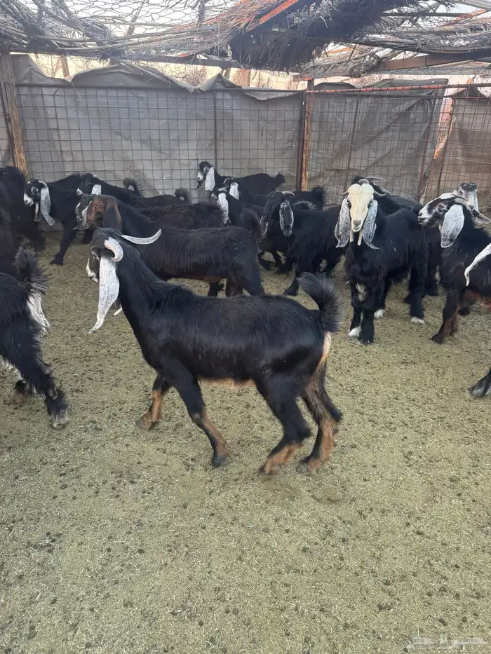 تيوس وجفار للبيع 13