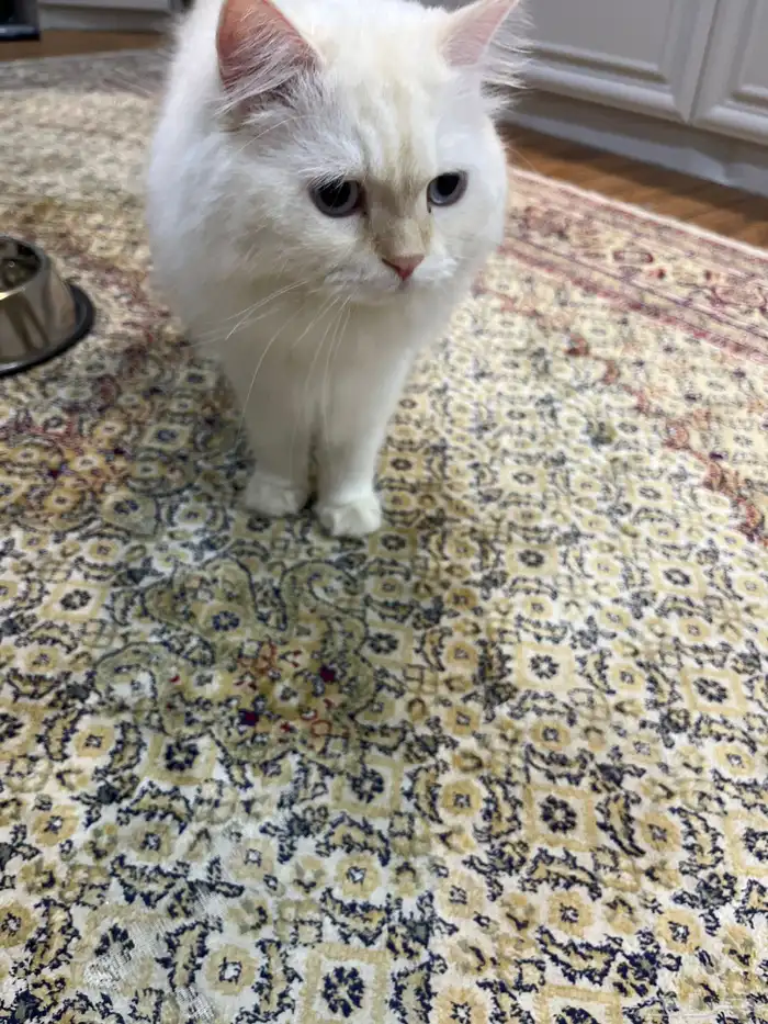 قطط مستلزمات 2