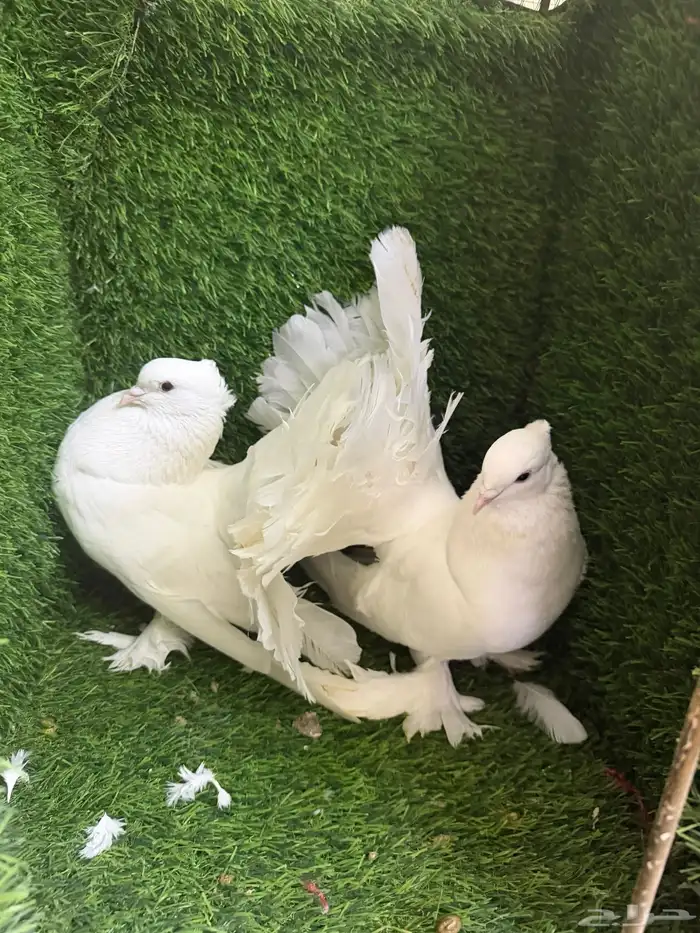 مجموعة ذكور زينه 0