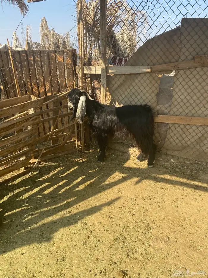 تيس ثني عارضي 4