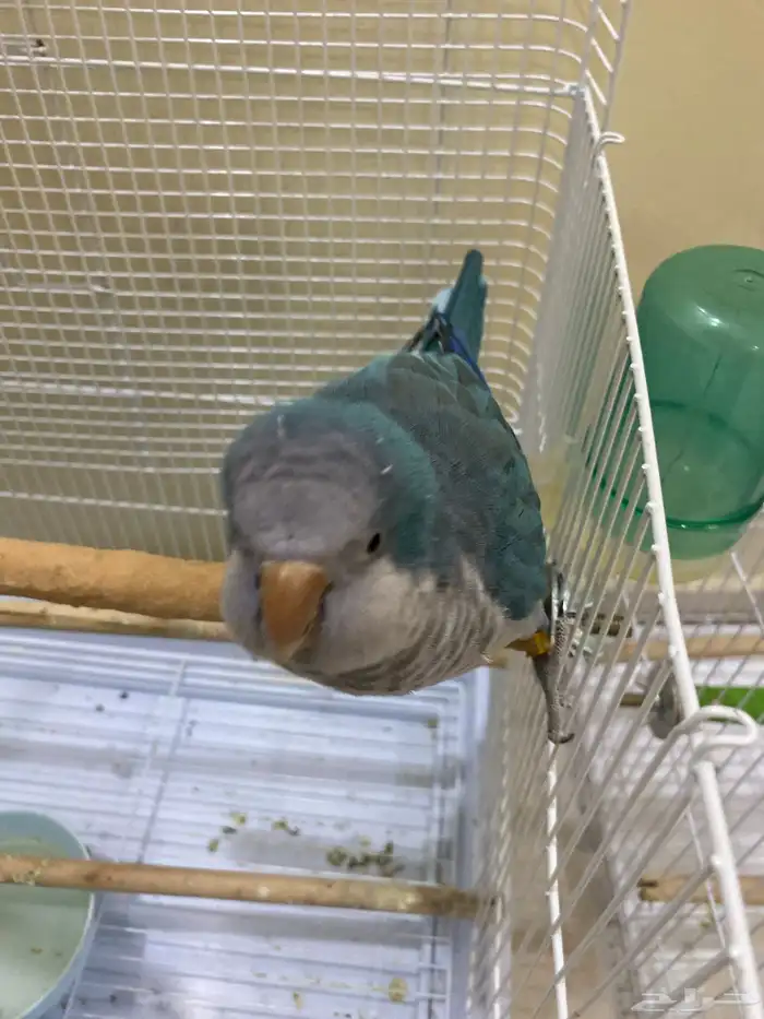 للبيع طيرين نظيفة   كنيور   كويكر 1