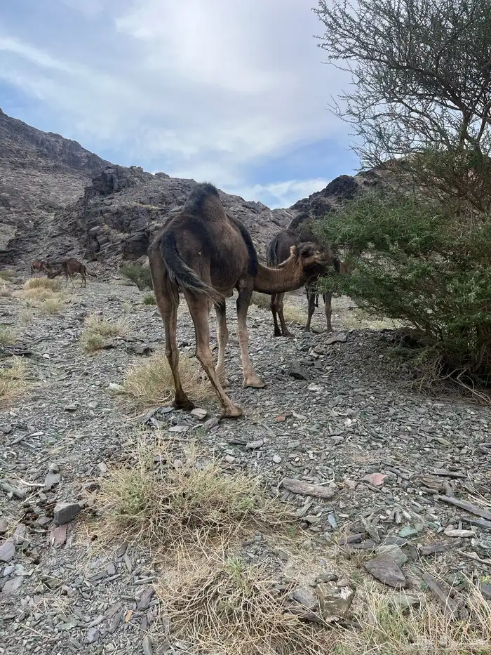 ناقه حمرا دهماء لقحه 12