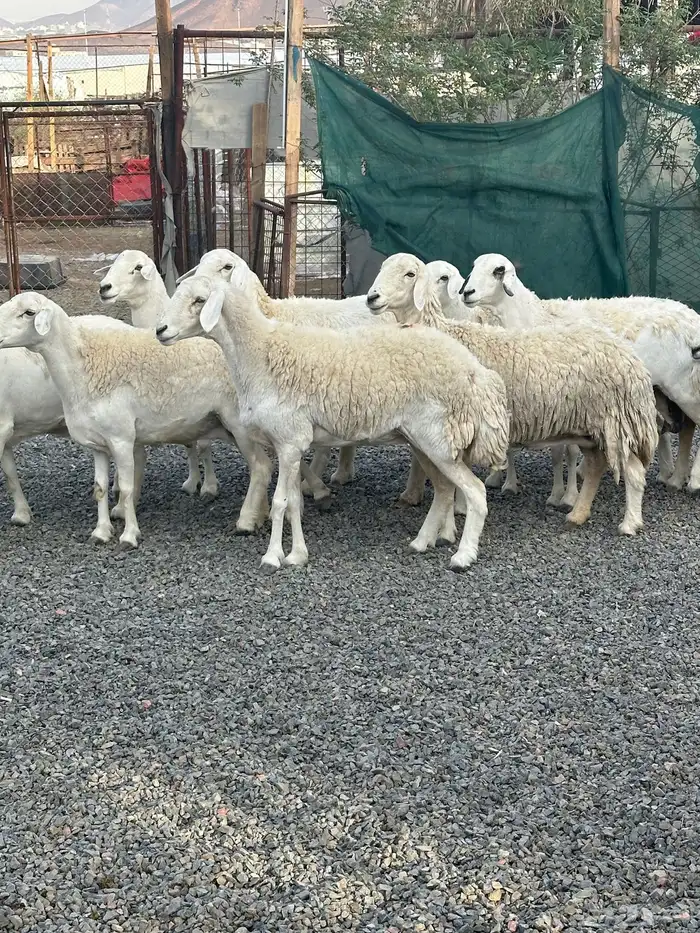 ضان حريات حرش صنف الصنف 62