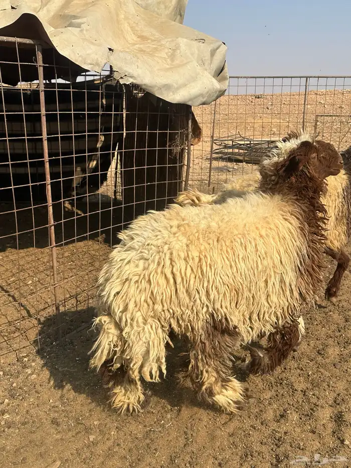 جذعات نعيم صنف 10 اشهر 1