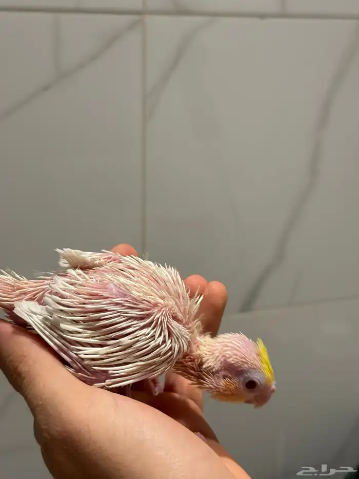 فرخ كروان - كوكتيل لاتينو بداية غر 1