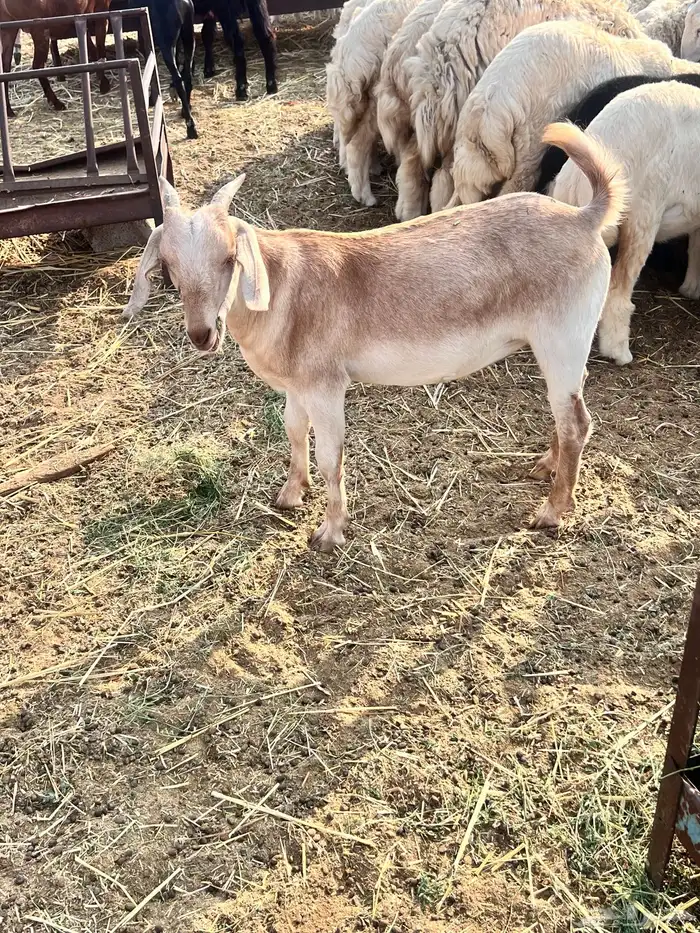 تيوس محايليه مخاصي 5