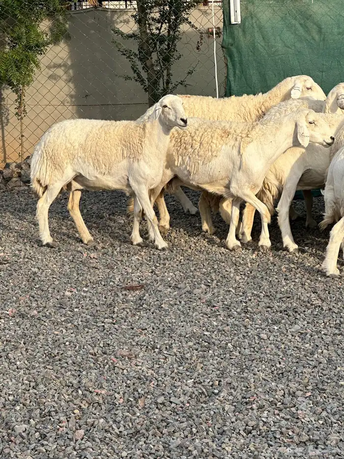 ضان حريات حرش صنف الصنف 27