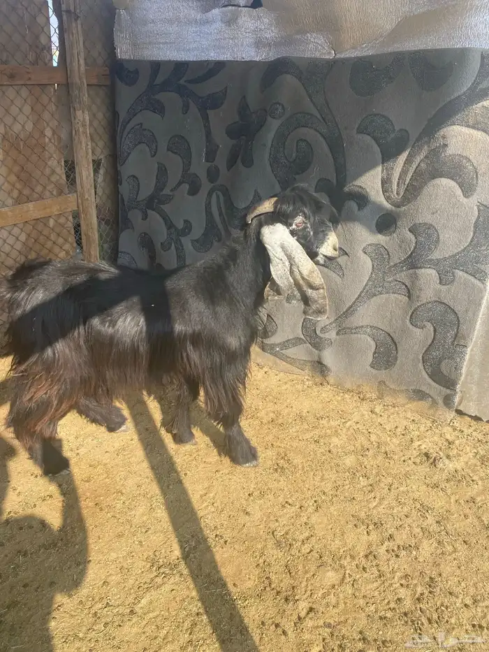 تيس ثني عارضي 3