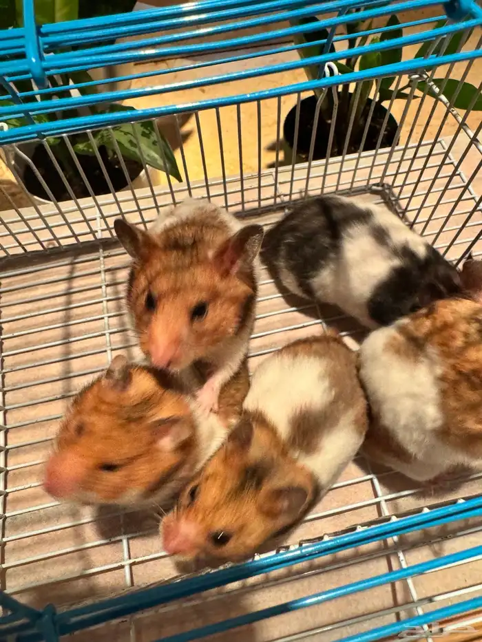 هامستر للبيع 2