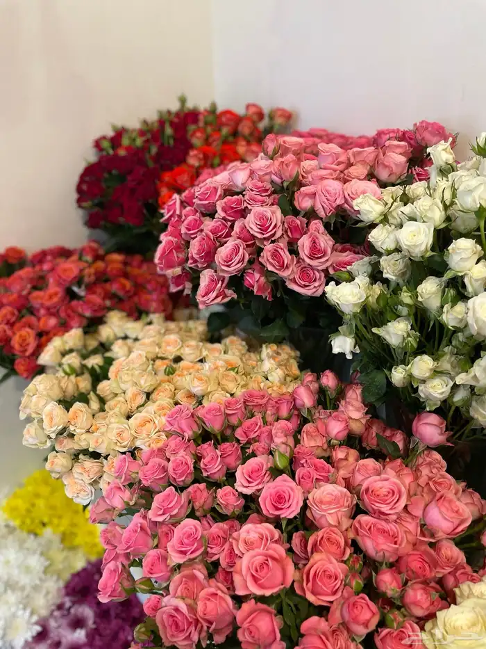 مندوب جده هدايا ورد طلبات خاصه 0