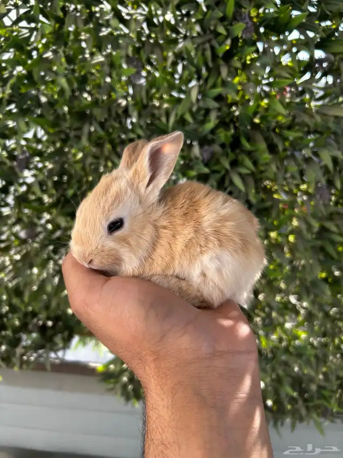 ارانب قزم كيوت و لطيفة و احجم صغيره 21