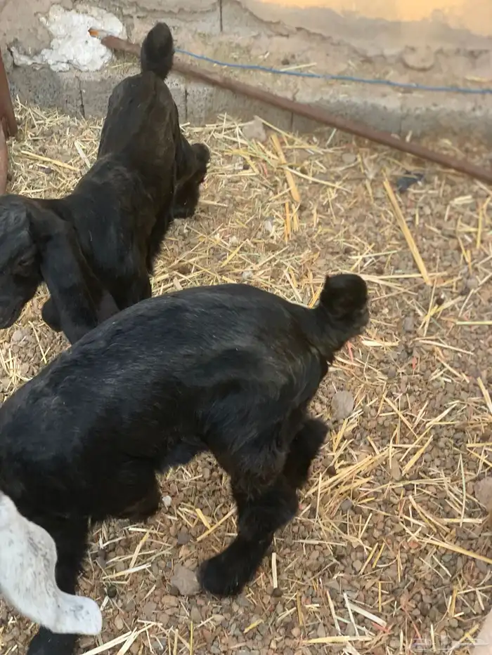 تيوس دواغير 1