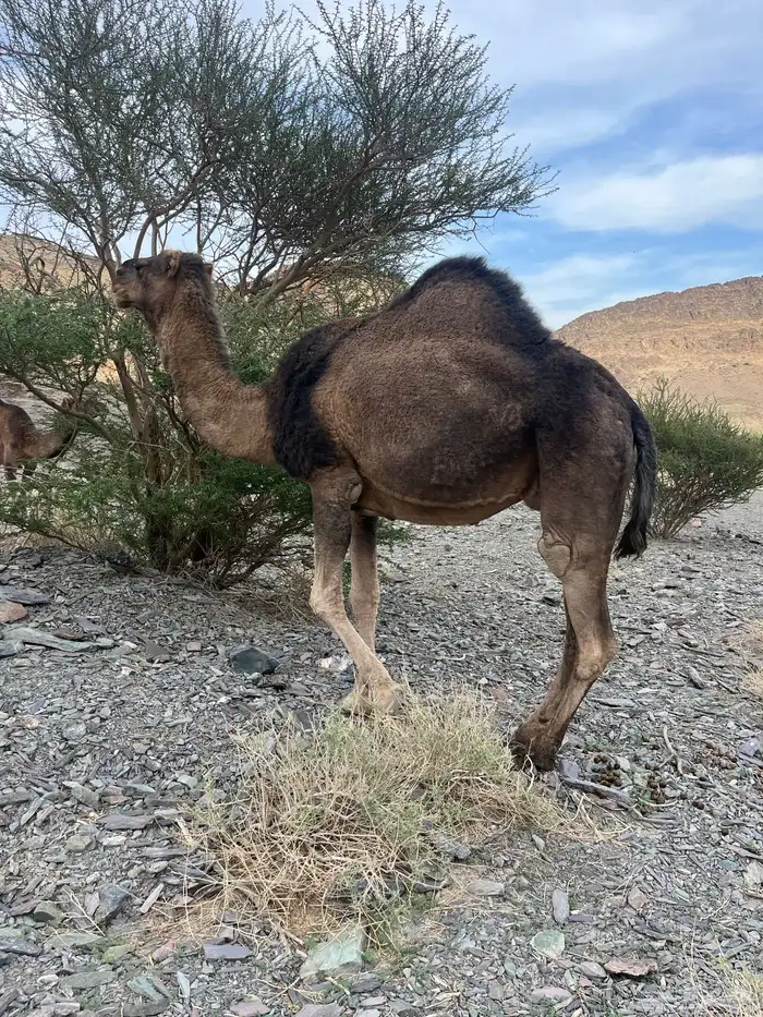 ناقه حمرا دهماء لقحه 1