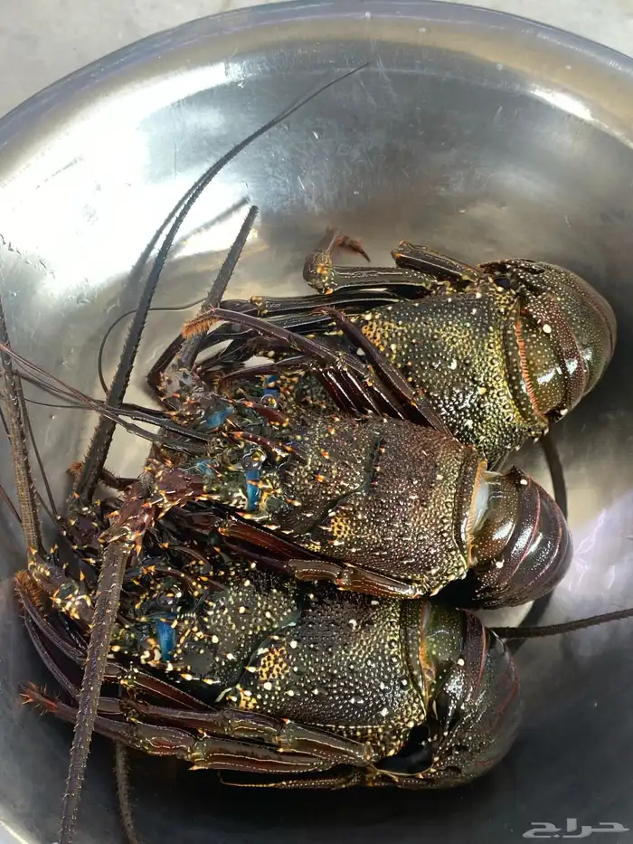 استكوز للبيع 0