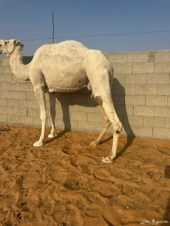 ناقة وضحى تامه 3