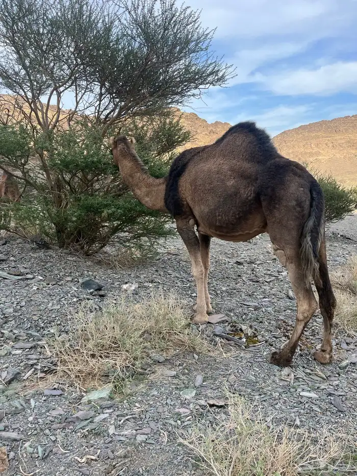 ناقه حمرا دهماء لقحه 3