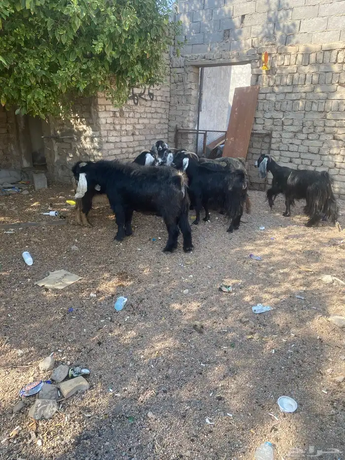 معزا ب فحلها 3