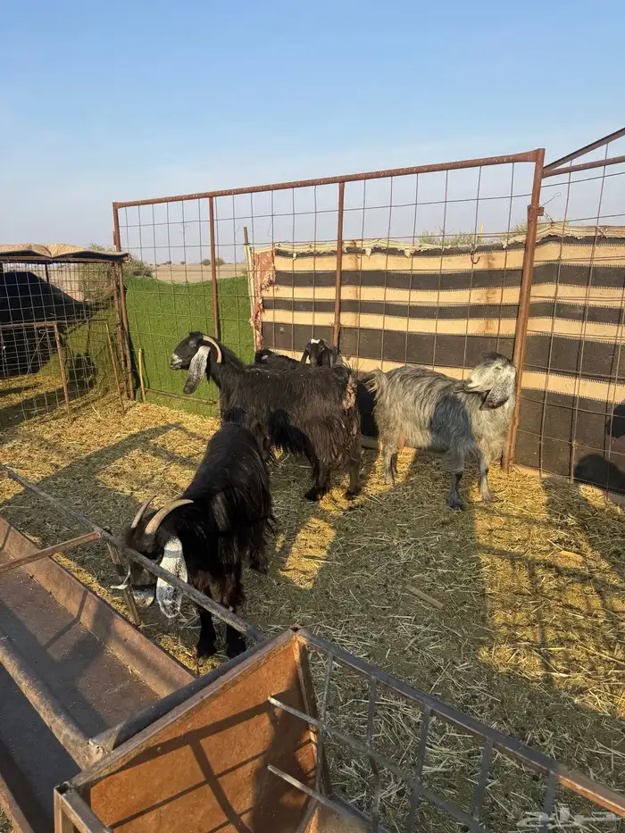 معزا ولد طيبه ونضيفه العدد 9. روس تحتها 18 5