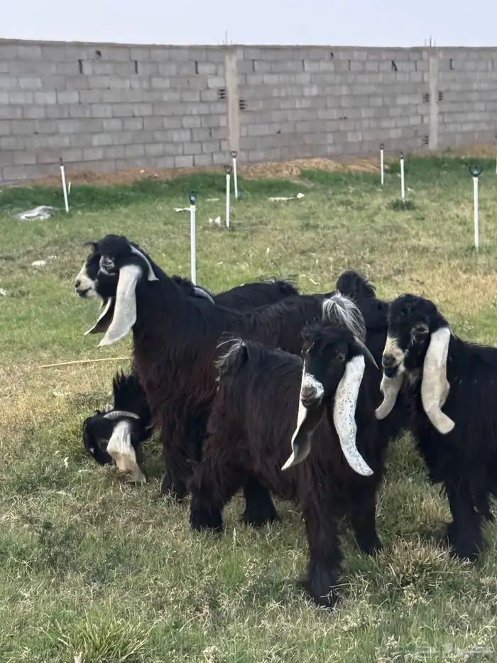 تيوس عوارض معرفه 1