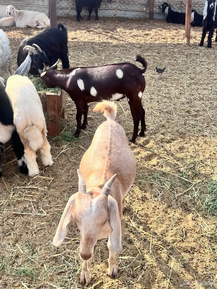 تيوس محايليه مخاصي 6