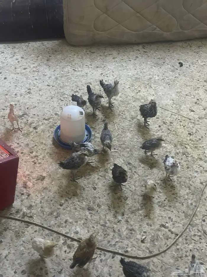 صيصان دجاج 0