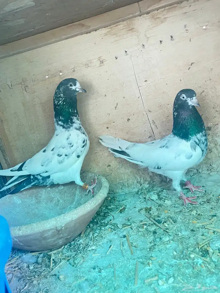 حمام بكستاني تيدي زوج 0