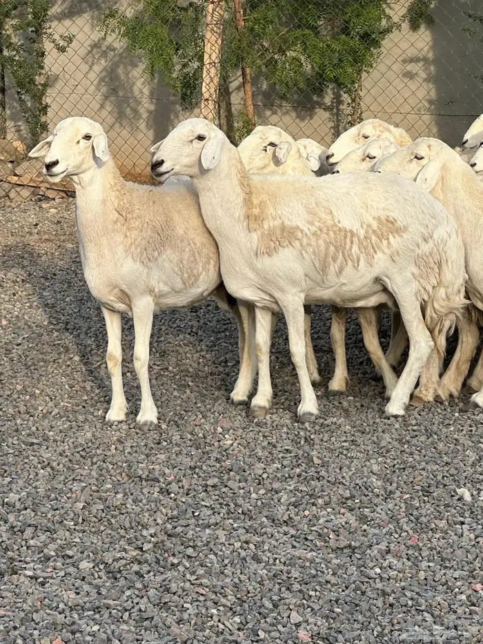 ضان حريات حرش صنف الصنف 69