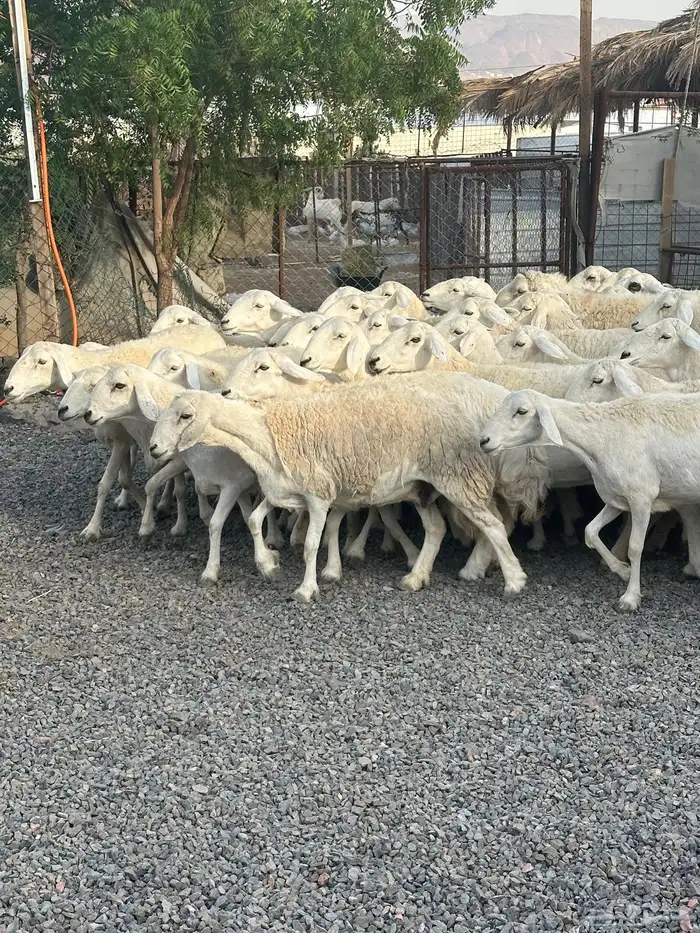 ضان حريات حرش صنف الصنف 16