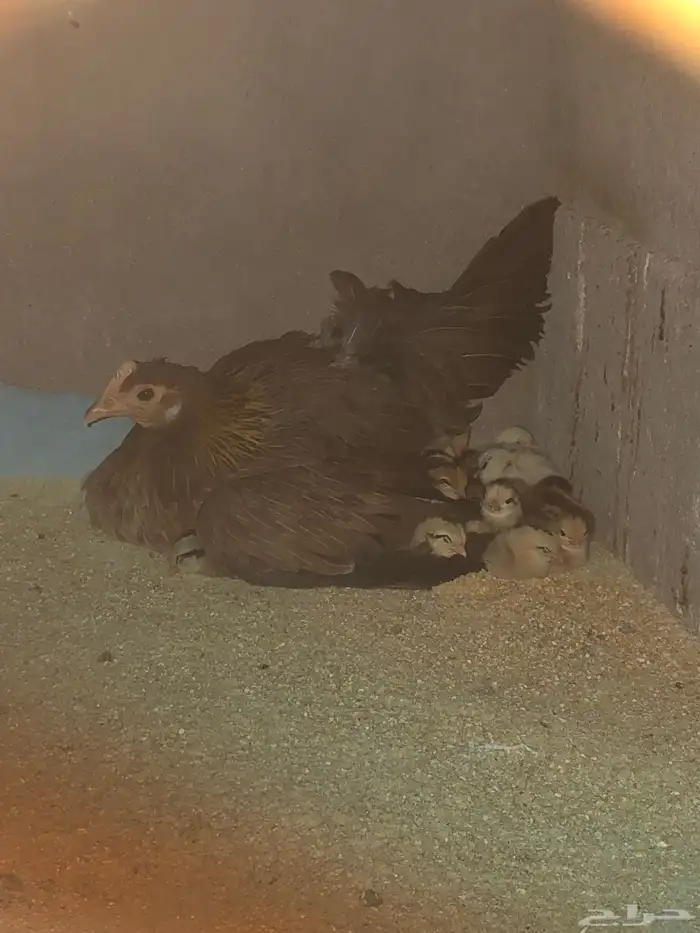 دجاجه ترثه دبسي 0