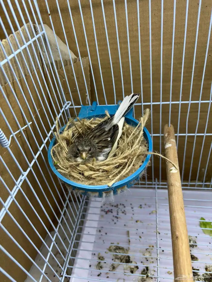 كناري سوري جوز مع 3 بيضات مخصبه 4