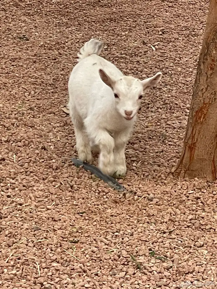 جفرة قزمي للبيع 0