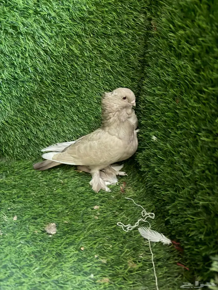 مجموعة ذكور زينه 34