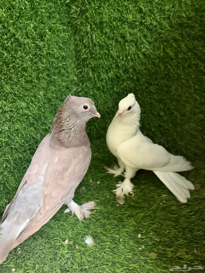 مجموعة ذكور زينه 30