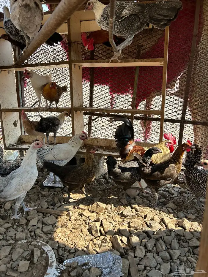 دجاج بلدي بياض 6