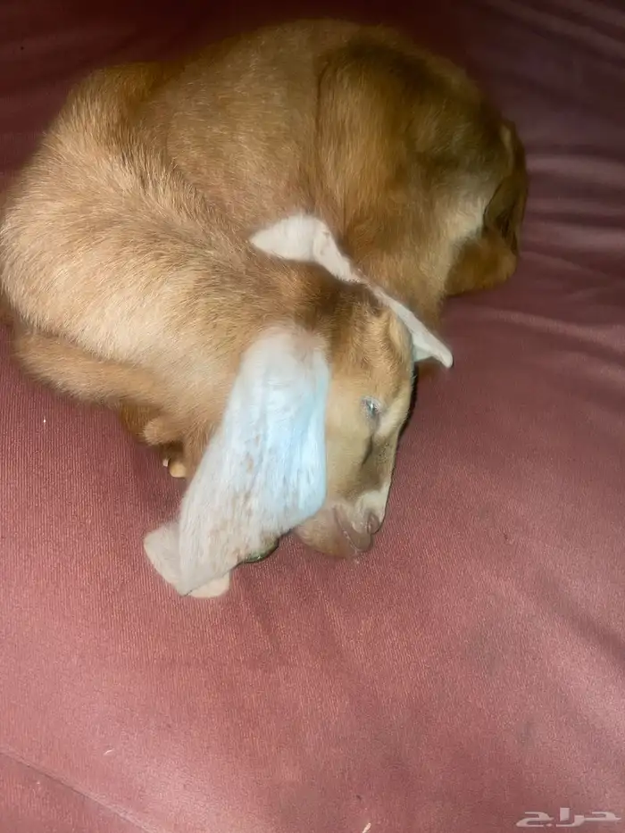 المدينه المنوره 0