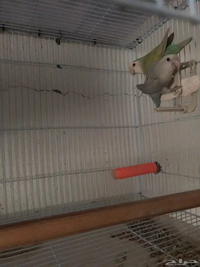 للبيع 5 اجواز روز شرط انتاج بيع جمله ما فيه تفريد 0