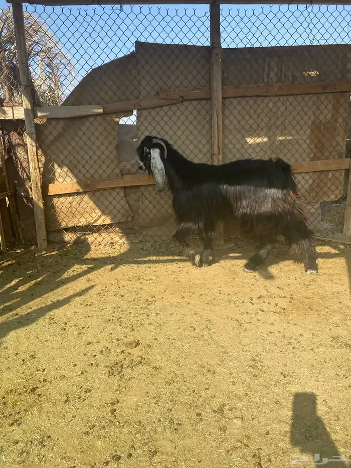 تيس ثني عارضي 1