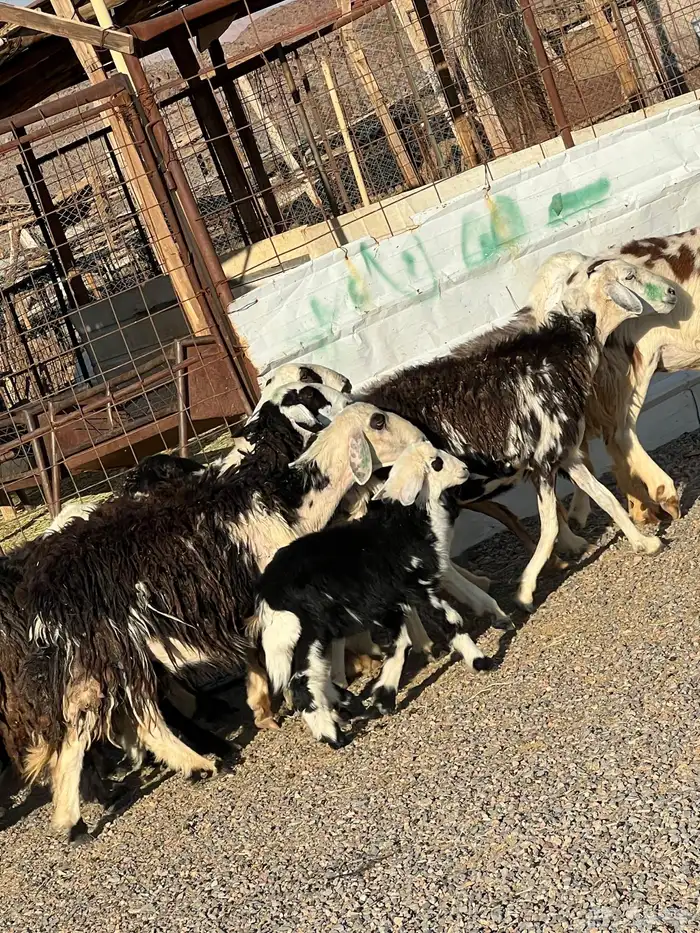 ضان نجد جروم ناهية 10معها 5 14