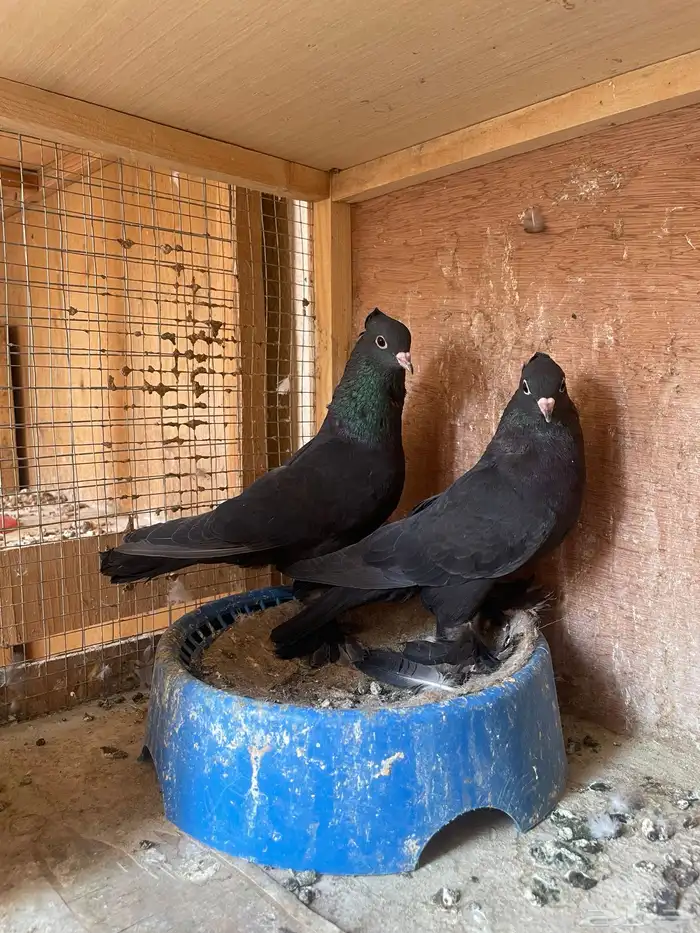 جوز حمام صنعاوي(( اسود )) 1