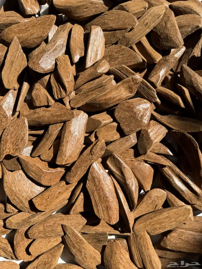 عرض الشتاء   مروكي محسن 0