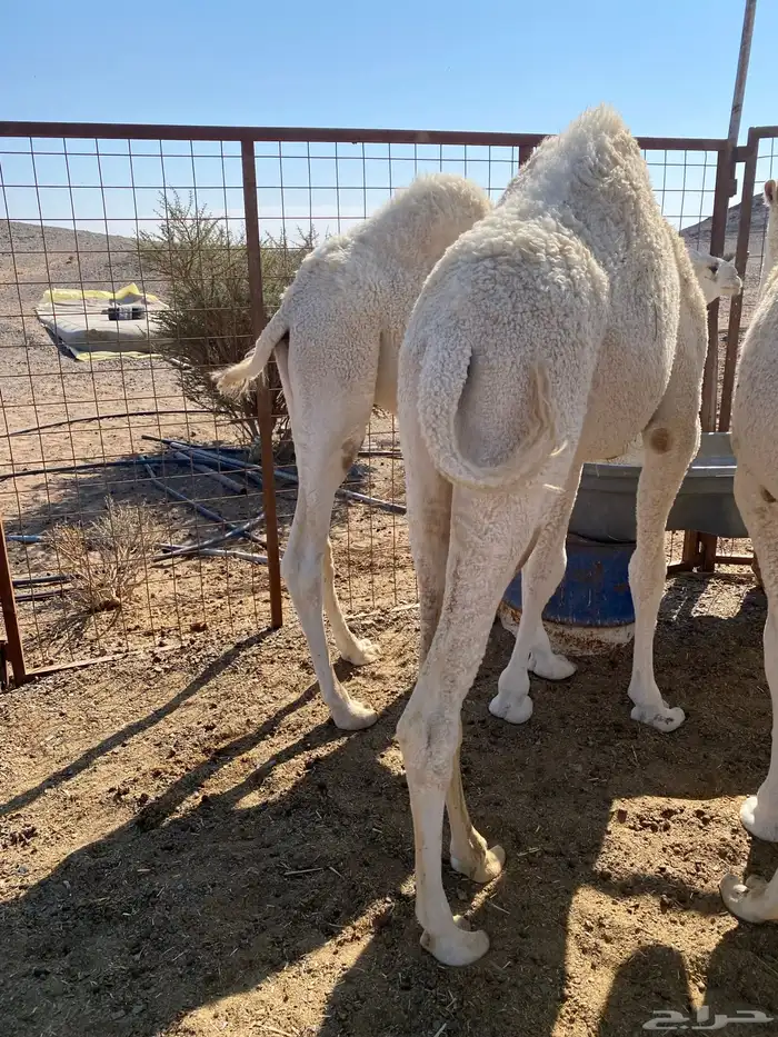 حشو نظيف العدد 6 0